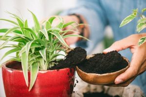 استفاده از هیومیک اسید برای گیاهان آپارتمانی